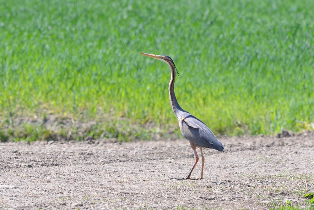 72843 Ardea purpurea (Airone rosso).jpg